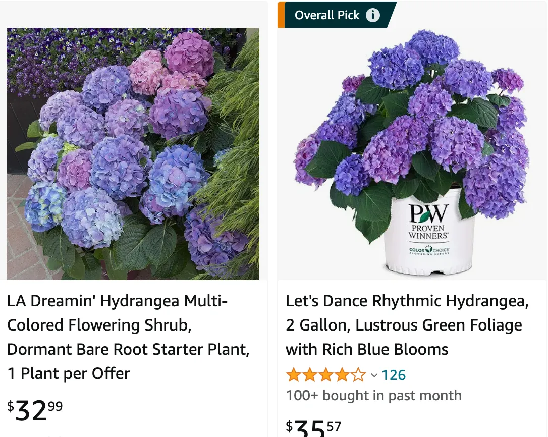 Plant FAQs: LA Dreamin Hydrangea