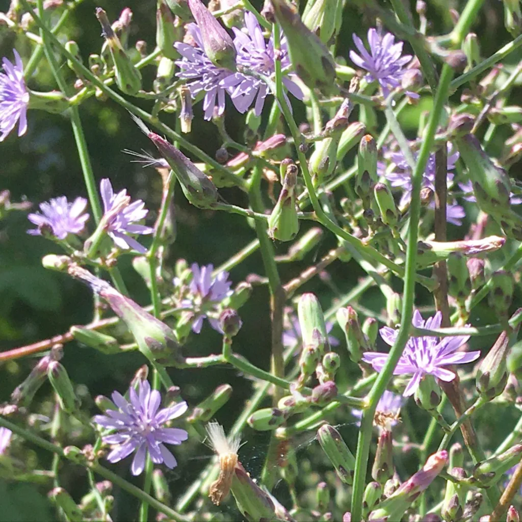 Lactuca Floridana