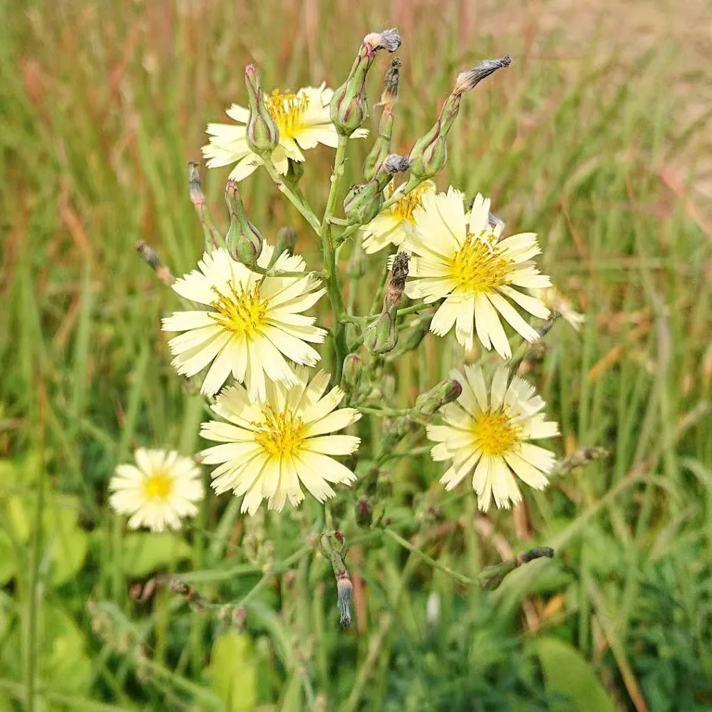 Lactuca Indica