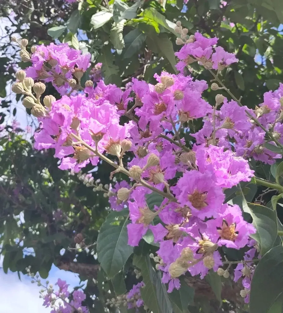 Lagerstroemia Speciosa