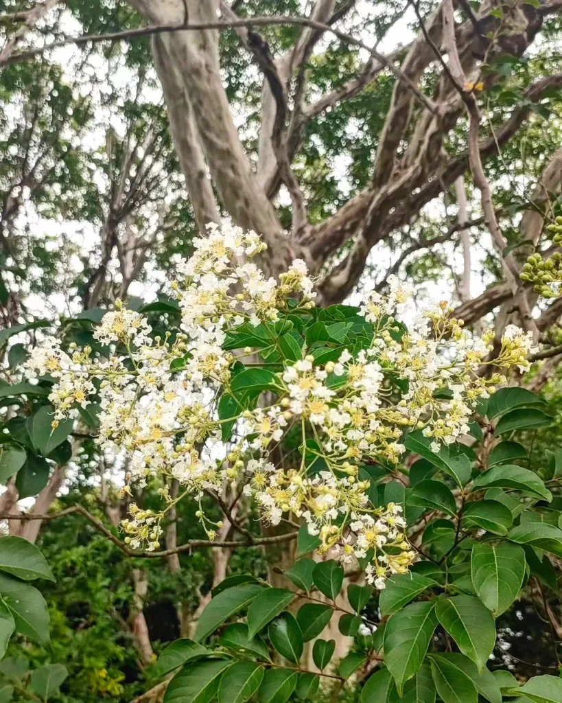 Lagerstroemia Subcostata