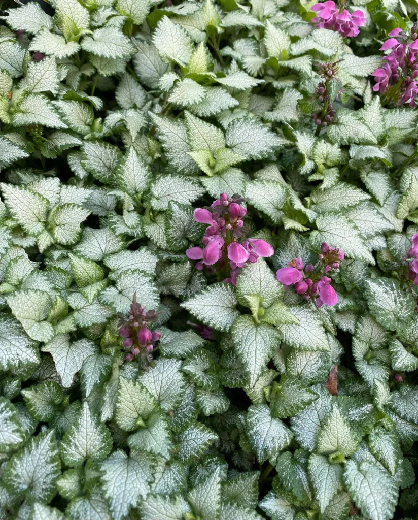 Lamium Purple Dragon