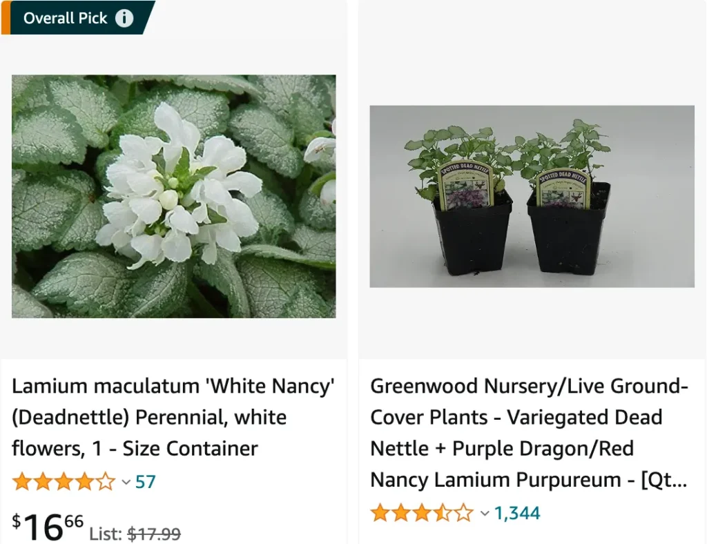 Lamium White Nancy | Monsteraholic