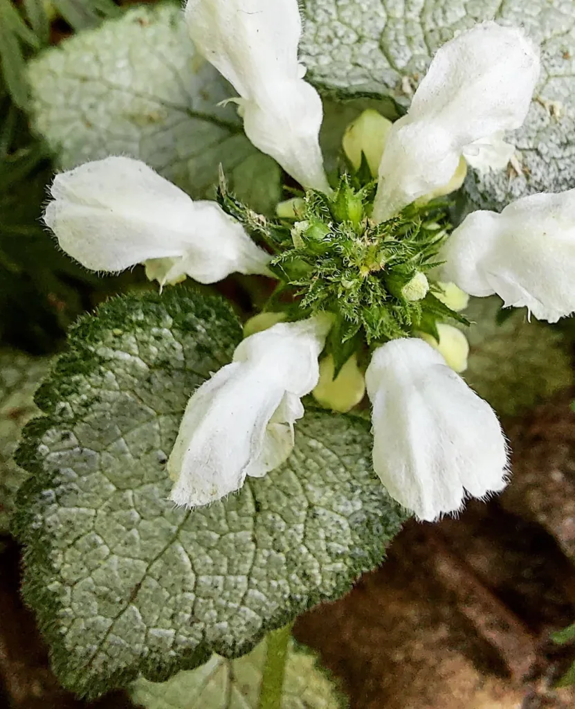 Lamium White Nancy