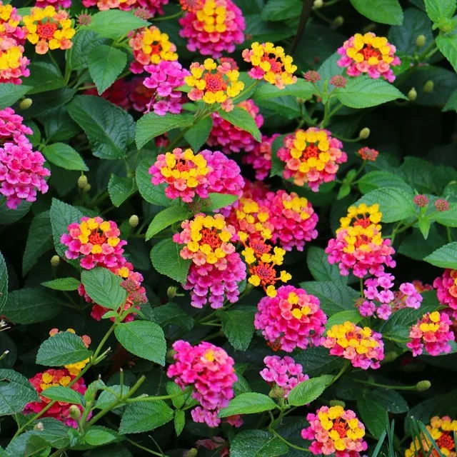 Plant FAQs Lantana Confetti