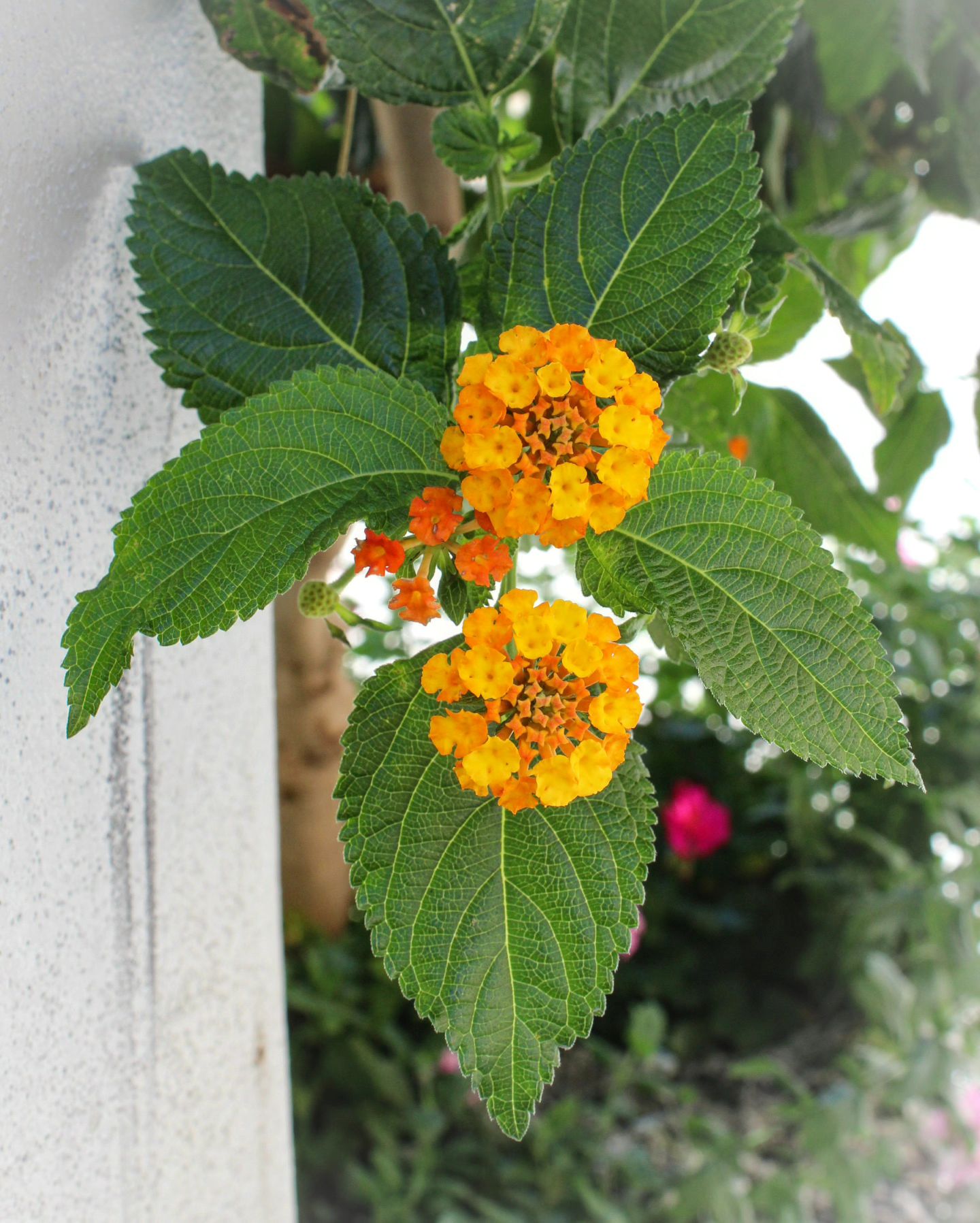 Lantana Urticoides