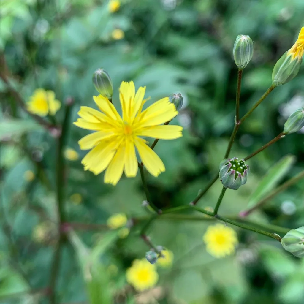 Lapsana Communis