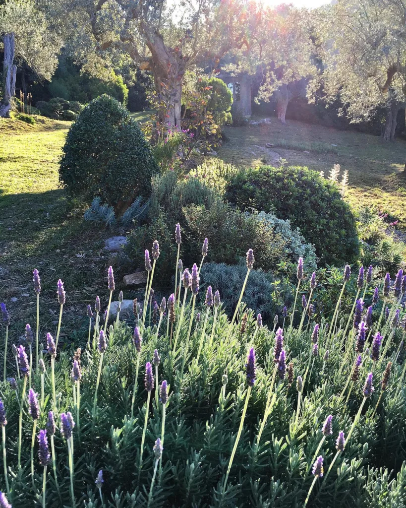 Lavandula Dentata