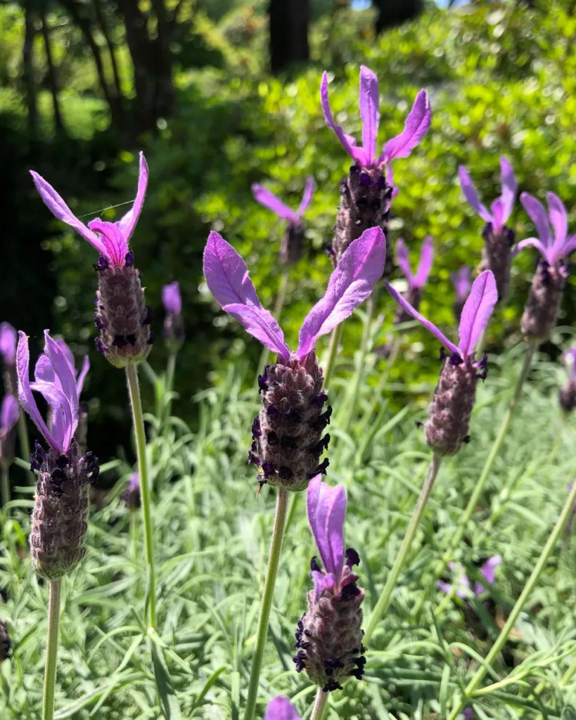 Lavandula Stoechas