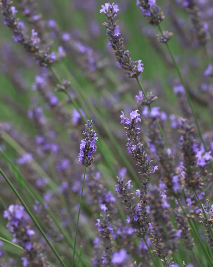 Lavandula x Intermedia