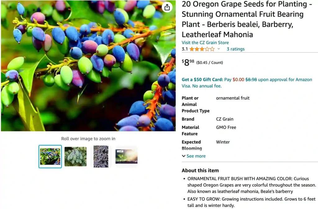 Leatherleaf Mahonia | Monsteraholic