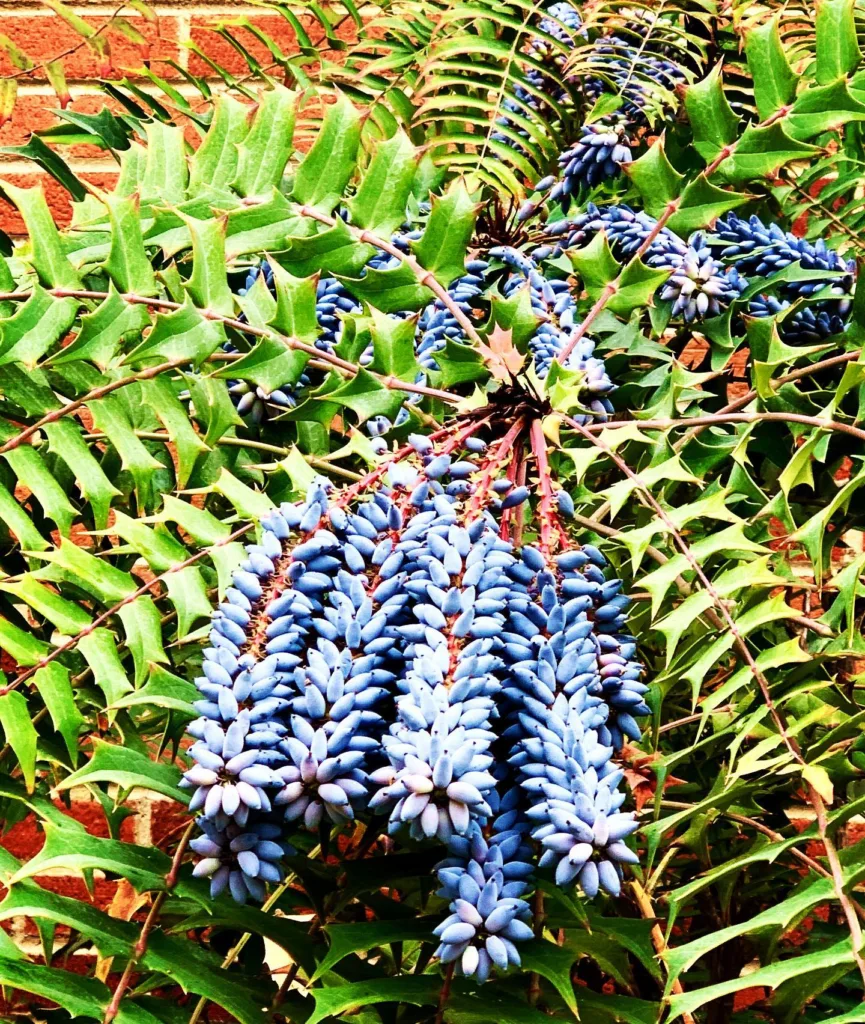 Leatherleaf Mahonia