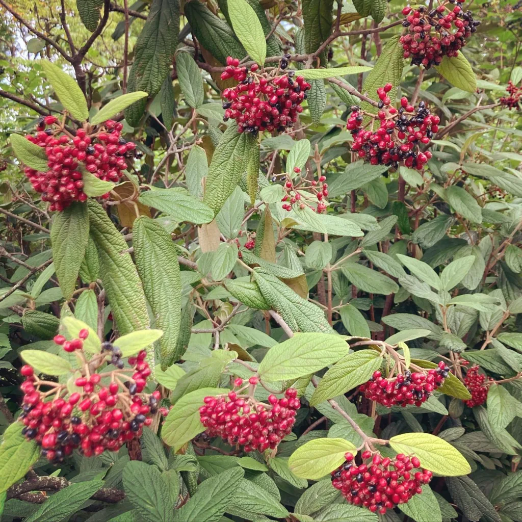 Leatherleaf Viburnum