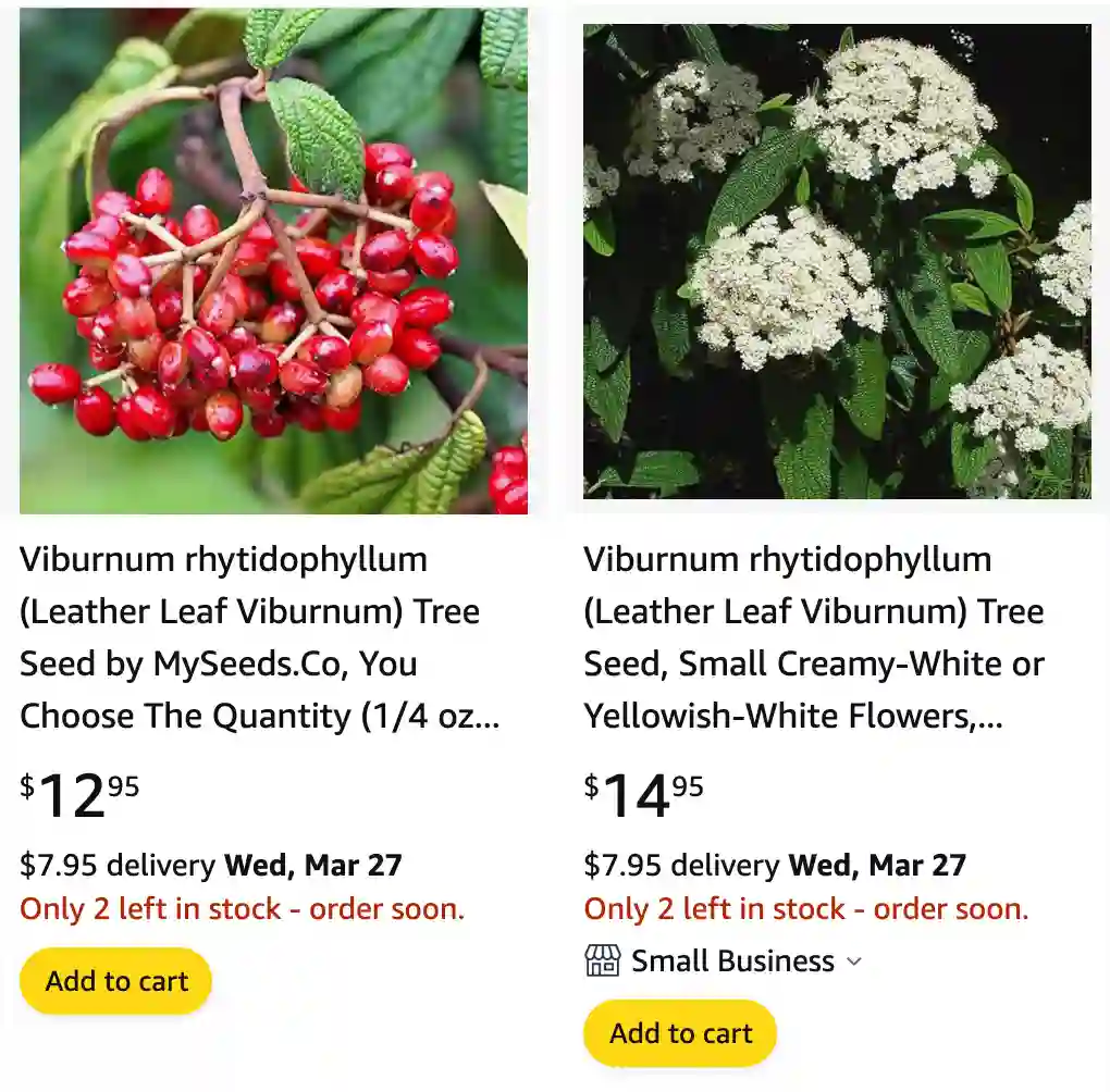 Leatherleaf Viburnum | Monsteraholic