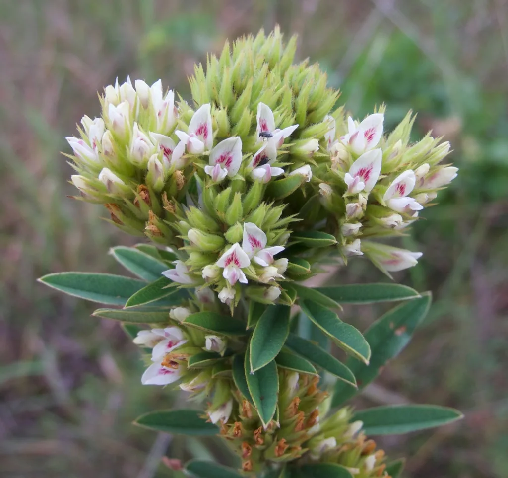 Lespedeza Capitata