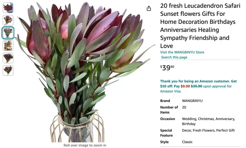 Leucadendron Safari Sunset 1 | Monsteraholic