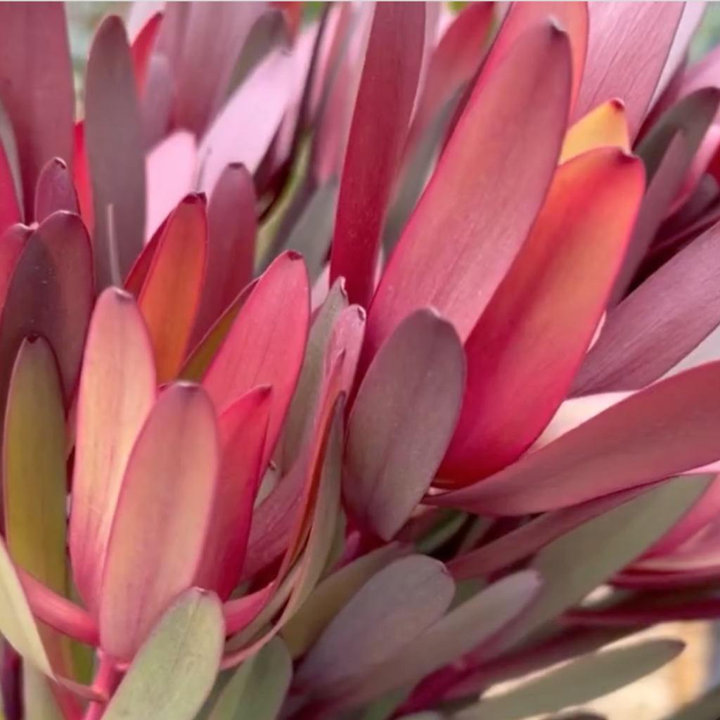 Leucadendron Safari Sunset