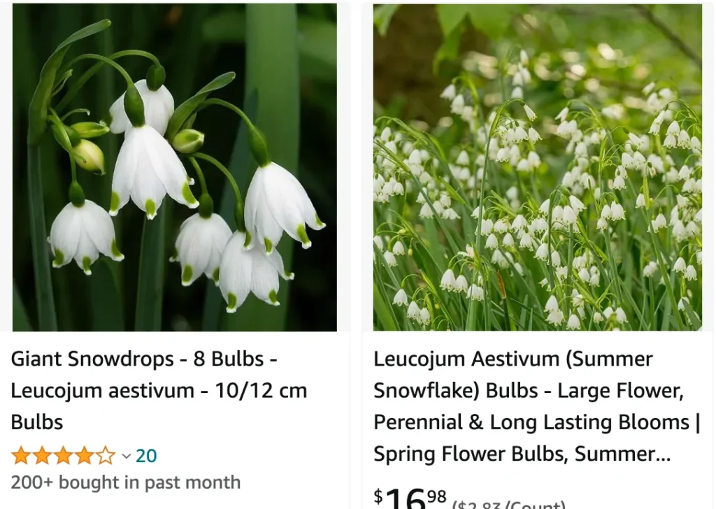 Leucojum Aestivum | Monsteraholic