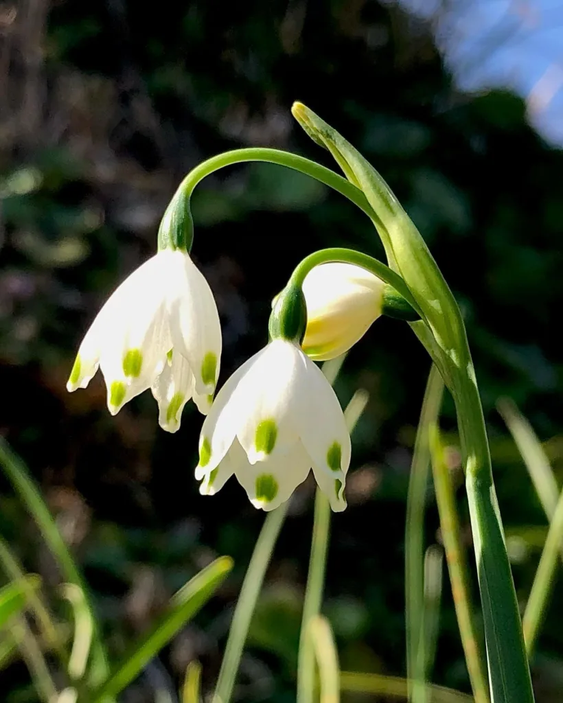 Leucojum Aestivum