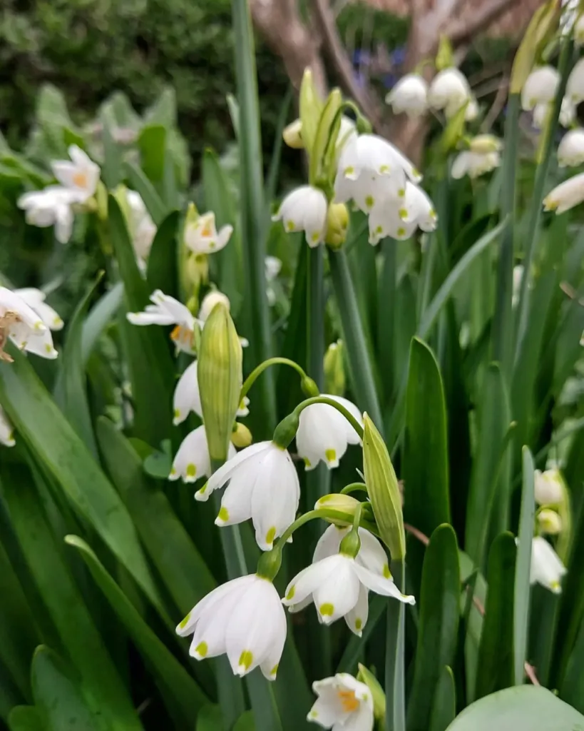 Leucojum