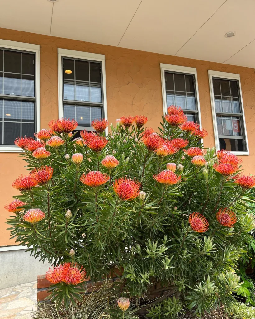 Leucospermum