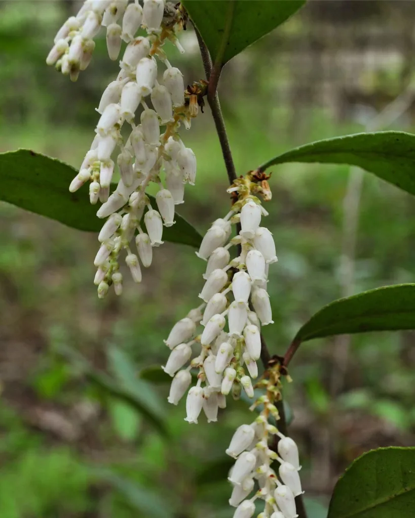 Leucothoe Axillaris