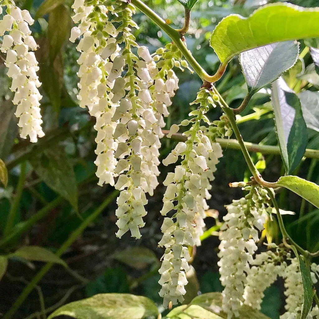 Leucothoe Fontanesiana