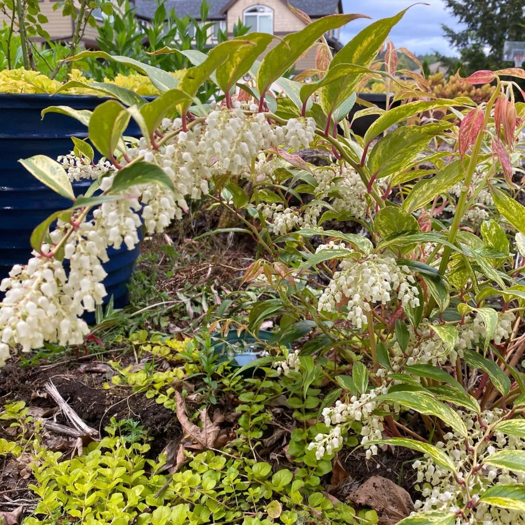 Leucothoe Rainbow