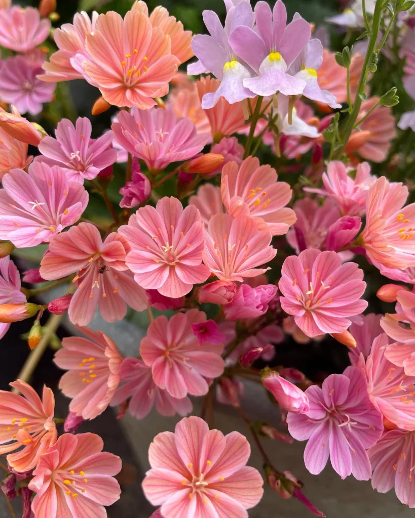 Lewisia Cotyledon