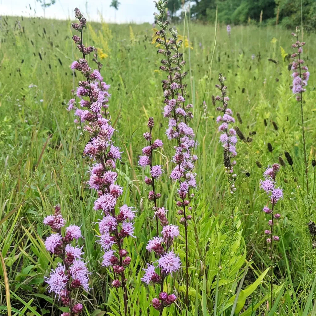 Liatris Aspera