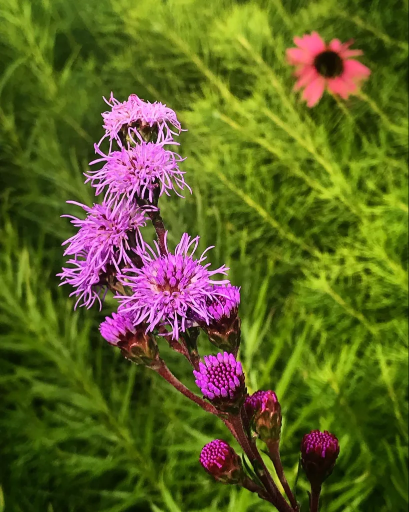 Liatris Ligulistylis