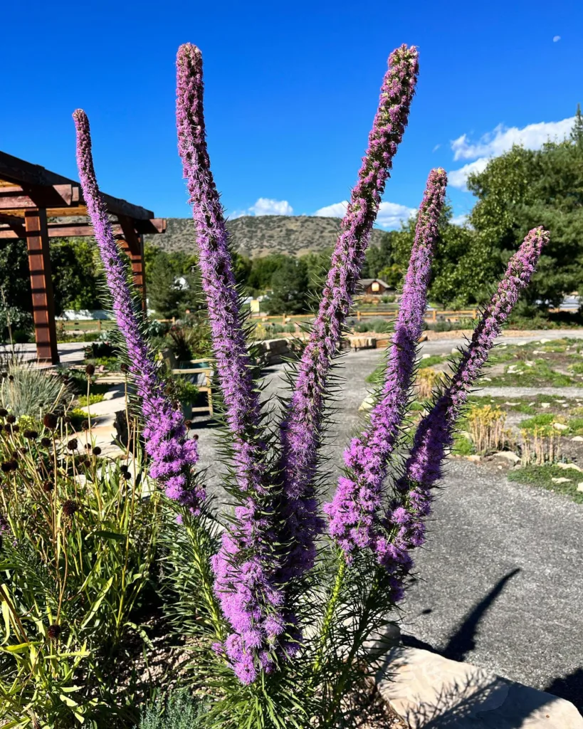 Liatris Pycnostachya