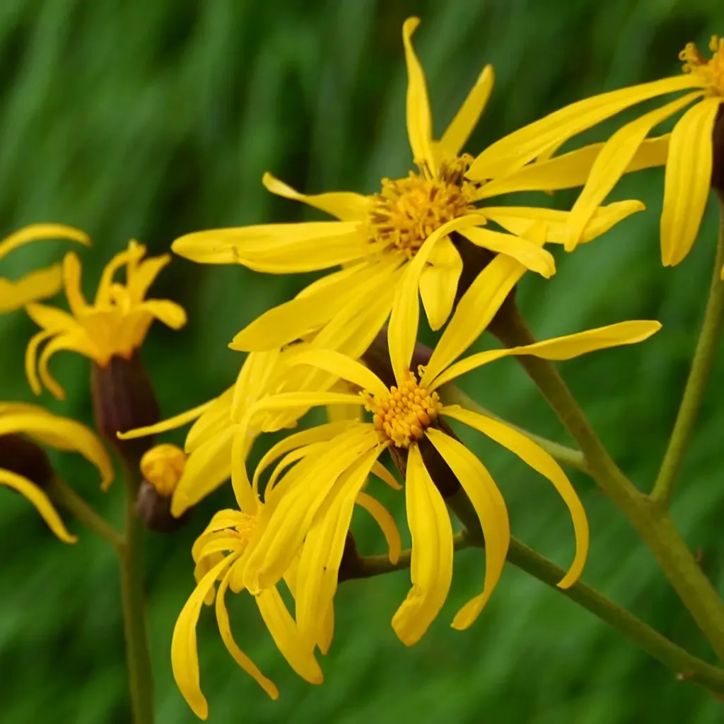 Ligularia Dentata