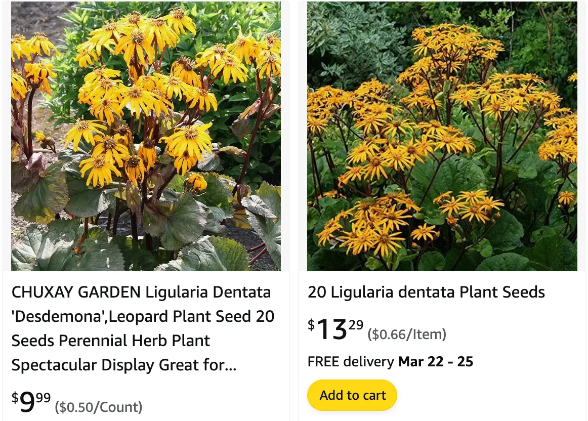 Ligularia Dentata | Monsteraholic