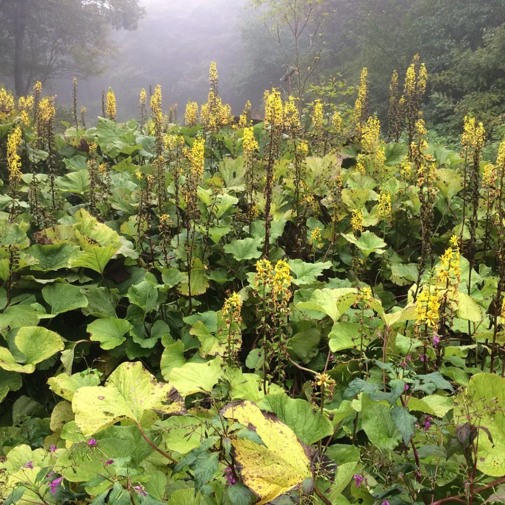 Ligularia Fischeri