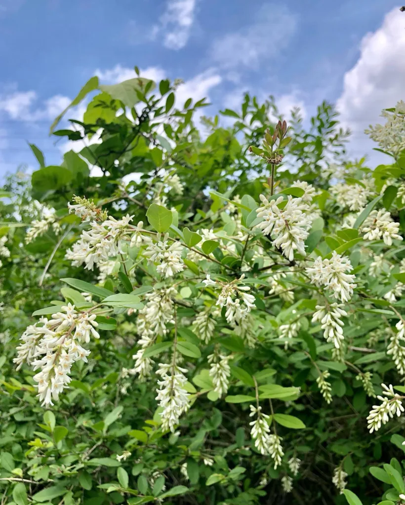 Ligustrum Obtusifolium