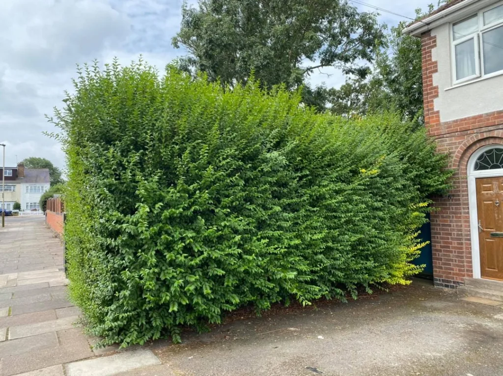 Ligustrum Ovalifolium