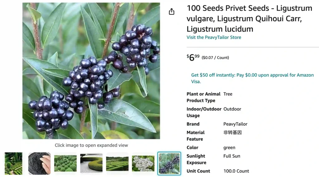 Ligustrum Quihoui | Monsteraholic