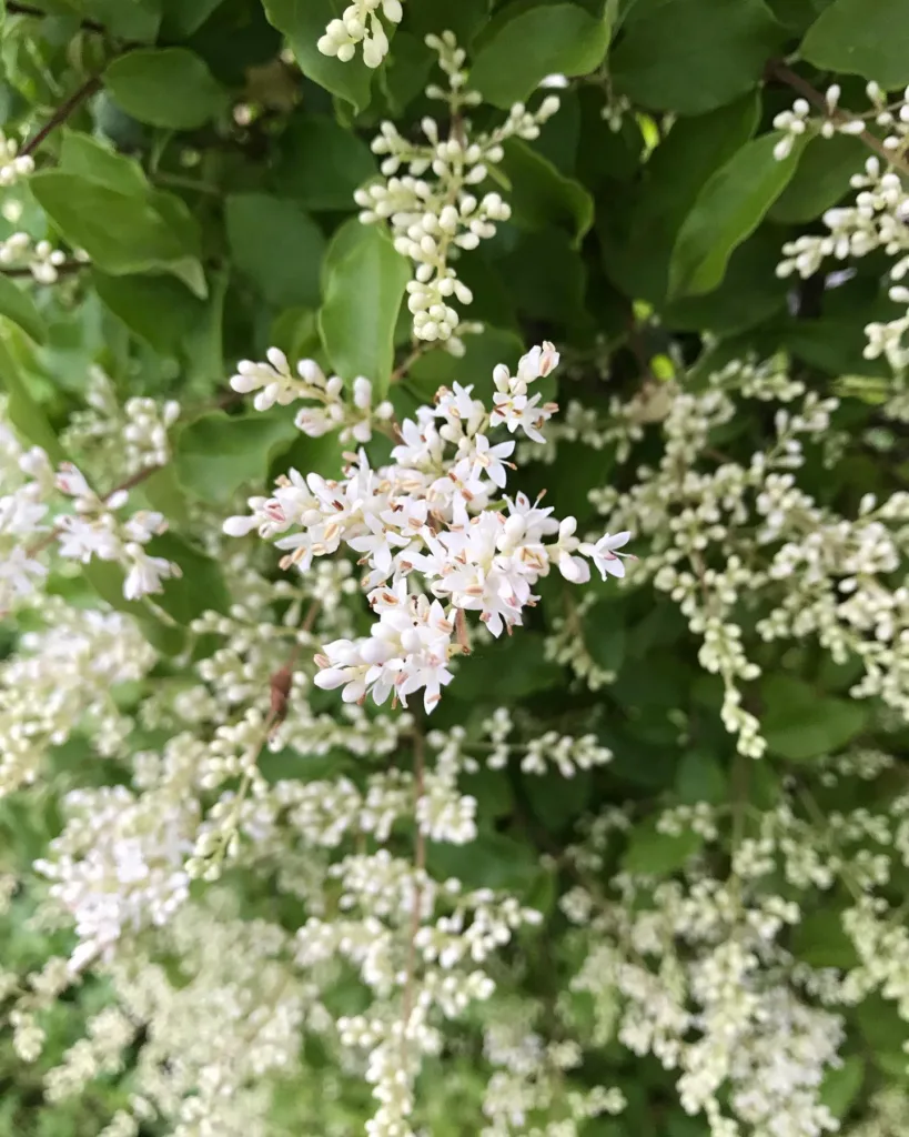 Ligustrum Quihoui