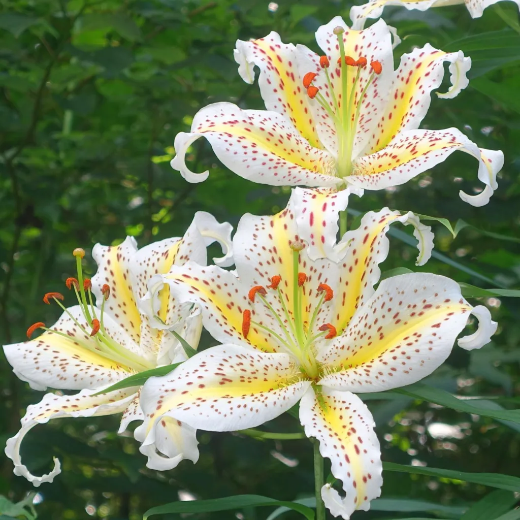 Lilium Auratum