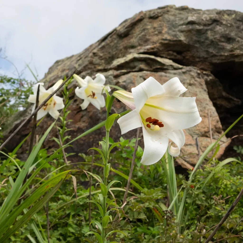 Lilium Brownii