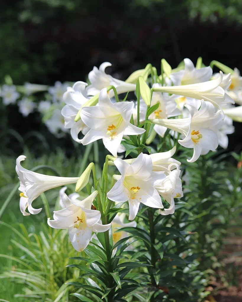 Lilium Longiflorum