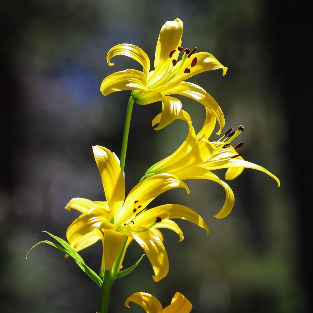 Lilium Parryi