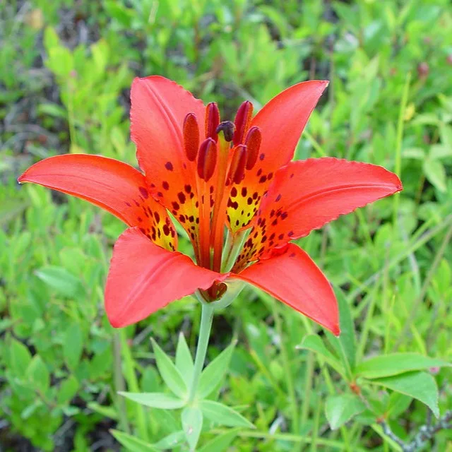 Lilium Philadelphicum