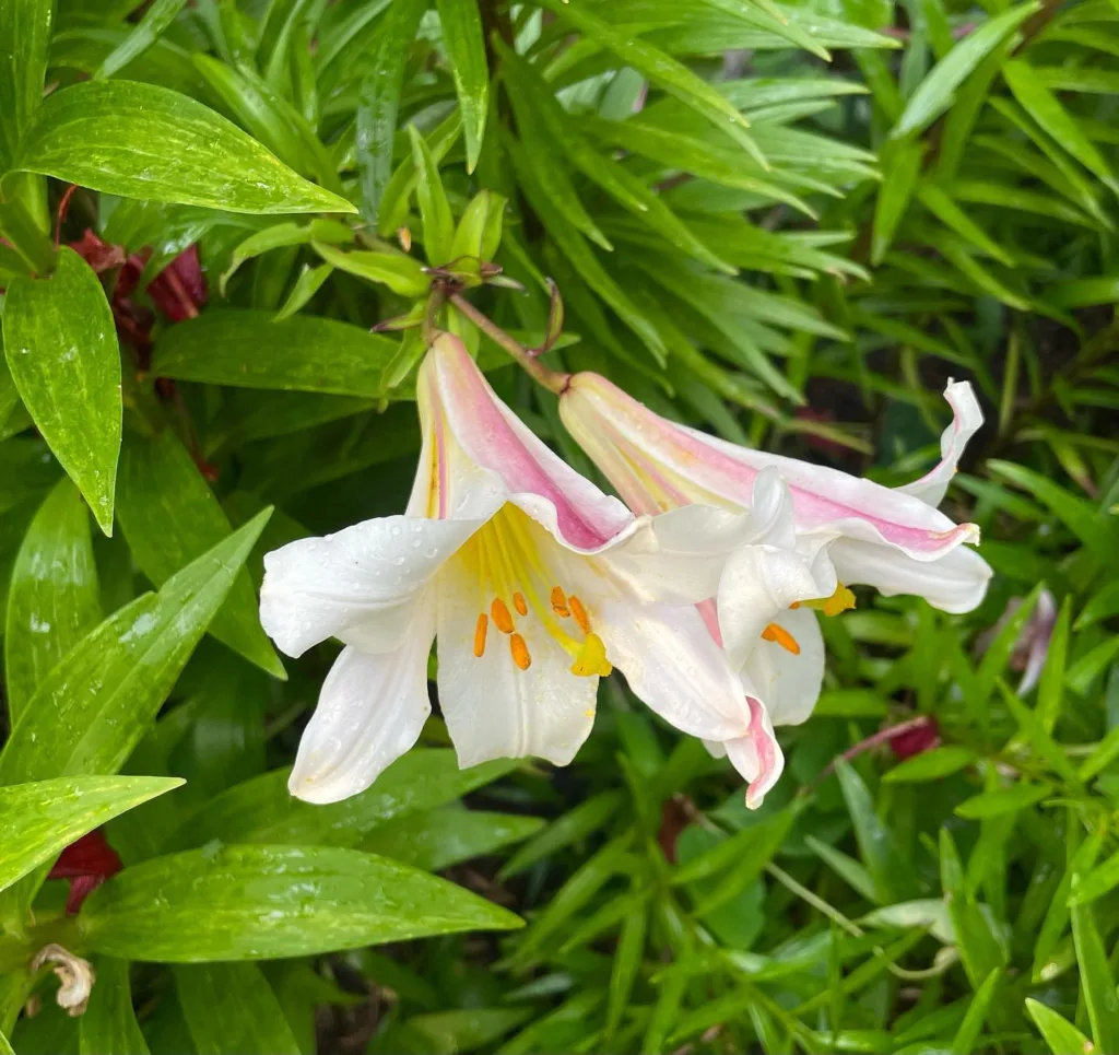 Lilium Regale