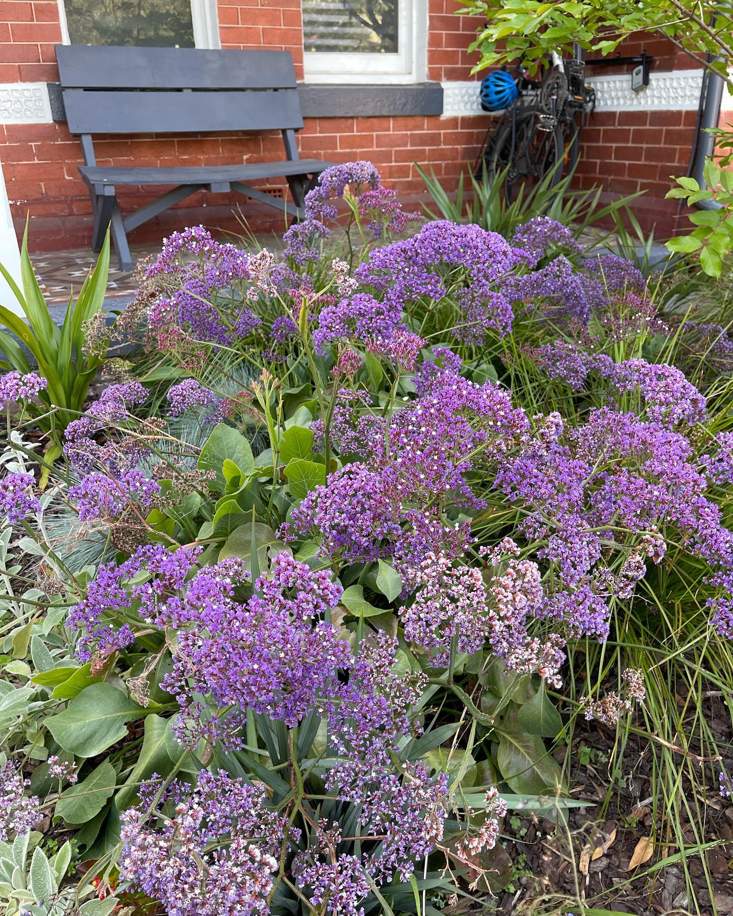 Plant FAQs Limonium Perezii
