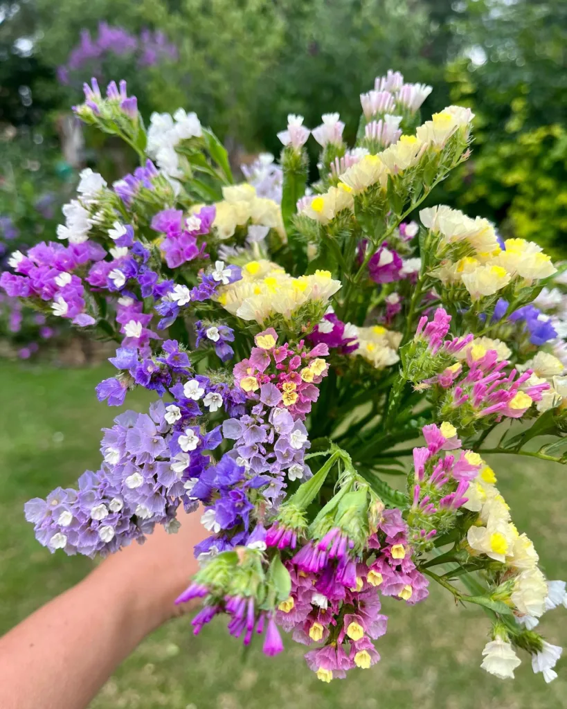 Limonium Sinuatum