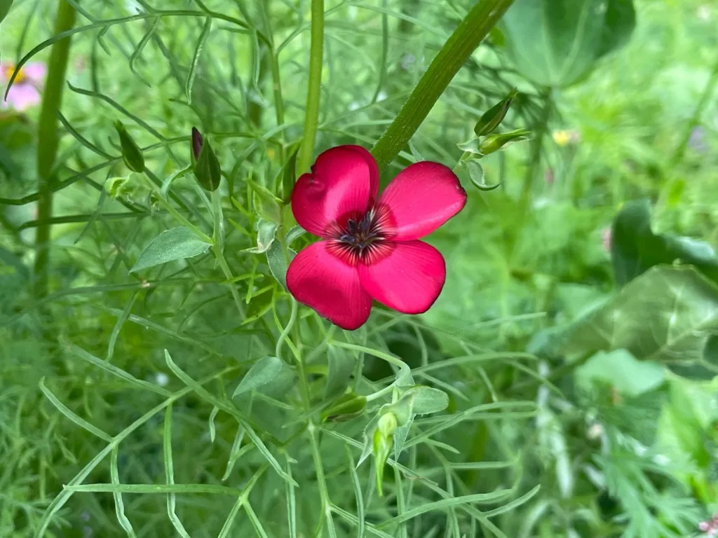 Linum Grandiflorum