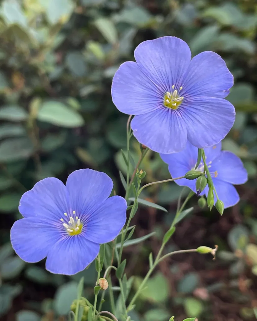 Linum Lewisii