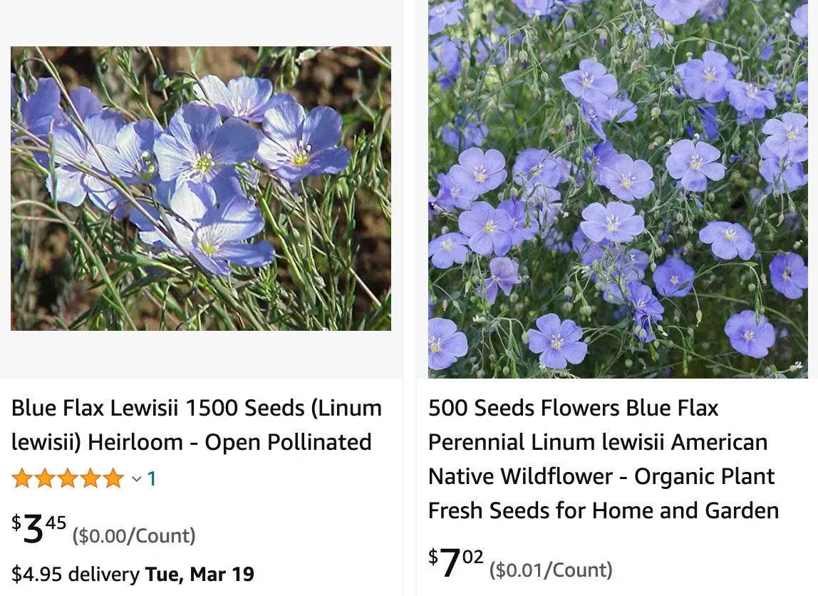 Linum Lewisii | Monsteraholic